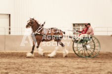 ete's Photography - Equine photography of various equine events at the Ancaster Fair including riding, driving, single carts and six draft horse hitches.