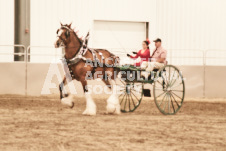 ete's Photography - Equine photography of various equine events at the Ancaster Fair including riding, driving, single carts and six draft horse hitches.