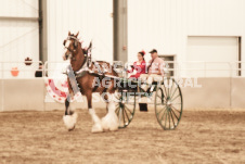 ete's Photography - Equine photography of various equine events at the Ancaster Fair including riding, driving, single carts and six draft horse hitches.