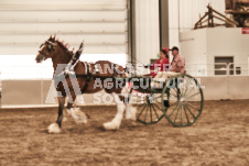 ete's Photography - Equine photography of various equine events at the Ancaster Fair including riding, driving, single carts and six draft horse hitches.