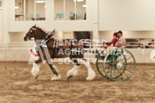 ete's Photography - Equine photography of various equine events at the Ancaster Fair including riding, driving, single carts and six draft horse hitches.