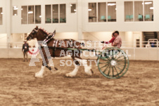 ete's Photography - Equine photography of various equine events at the Ancaster Fair including riding, driving, single carts and six draft horse hitches.