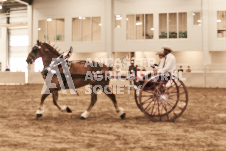 ete's Photography - Equine photography of various equine events at the Ancaster Fair including riding, driving, single carts and six draft horse hitches.