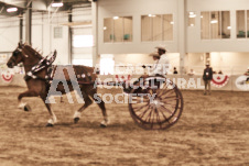 ete's Photography - Equine photography of various equine events at the Ancaster Fair including riding, driving, single carts and six draft horse hitches.