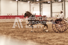 ete's Photography - Equine photography of various equine events at the Ancaster Fair including riding, driving, single carts and six draft horse hitches.