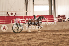 ete's Photography - Equine photography of various equine events at the Ancaster Fair including riding, driving, single carts and six draft horse hitches.