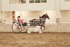 ete's Photography - Equine photography of various equine events at the Ancaster Fair including riding, driving, single carts and six draft horse hitches.