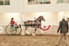 ete's Photography - Equine photography of various equine events at the Ancaster Fair including riding, driving, single carts and six draft horse hitches.