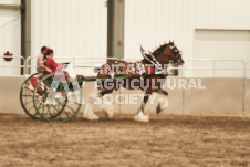 ete's Photography - Equine photography of various equine events at the Ancaster Fair including riding, driving, single carts and six draft horse hitches.