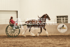 ete's Photography - Equine photography of various equine events at the Ancaster Fair including riding, driving, single carts and six draft horse hitches.