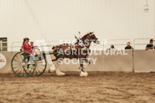 ete's Photography - Equine photography of various equine events at the Ancaster Fair including riding, driving, single carts and six draft horse hitches.