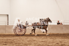 ete's Photography - Equine photography of various equine events at the Ancaster Fair including riding, driving, single carts and six draft horse hitches.