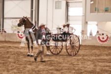 ete's Photography - Equine photography of various equine events at the Ancaster Fair including riding, driving, single carts and six draft horse hitches.