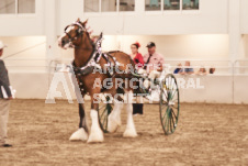 ete's Photography - Equine photography of various equine events at the Ancaster Fair including riding, driving, single carts and six draft horse hitches.