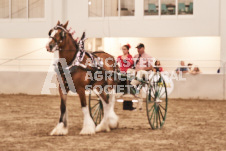 ete's Photography - Equine photography of various equine events at the Ancaster Fair including riding, driving, single carts and six draft horse hitches.