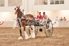 ete's Photography - Equine photography of various equine events at the Ancaster Fair including riding, driving, single carts and six draft horse hitches.