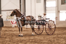 ete's Photography - Equine photography of various equine events at the Ancaster Fair including riding, driving, single carts and six draft horse hitches.