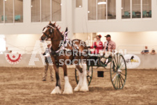 ete's Photography - Equine photography of various equine events at the Ancaster Fair including riding, driving, single carts and six draft horse hitches.