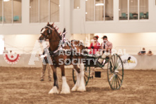 ete's Photography - Equine photography of various equine events at the Ancaster Fair including riding, driving, single carts and six draft horse hitches.