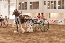 ete's Photography - Equine photography of various equine events at the Ancaster Fair including riding, driving, single carts and six draft horse hitches.