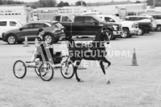 ete's Photography - Equine photography of various equine events at the Ancaster Fair including riding, driving, single carts and six draft horse hitches.