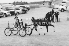 ete's Photography - Equine photography of various equine events at the Ancaster Fair including riding, driving, single carts and six draft horse hitches.