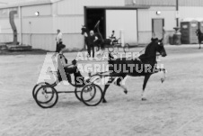 ete's Photography - Equine photography of various equine events at the Ancaster Fair including riding, driving, single carts and six draft horse hitches.