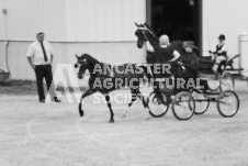 ete's Photography - Equine photography of various equine events at the Ancaster Fair including riding, driving, single carts and six draft horse hitches.