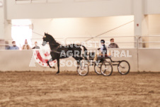 ete's Photography - Equine photography of various equine events at the Ancaster Fair including riding, driving, single carts and six draft horse hitches.