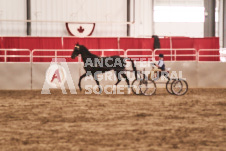 ete's Photography - Equine photography of various equine events at the Ancaster Fair including riding, driving, single carts and six draft horse hitches.