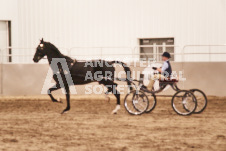 ete's Photography - Equine photography of various equine events at the Ancaster Fair including riding, driving, single carts and six draft horse hitches.