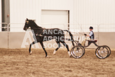 ete's Photography - Equine photography of various equine events at the Ancaster Fair including riding, driving, single carts and six draft horse hitches.