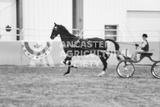 ete's Photography - Equine photography of various equine events at the Ancaster Fair including riding, driving, single carts and six draft horse hitches.