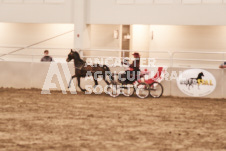 ete's Photography - Equine photography of various equine events at the Ancaster Fair including riding, driving, single carts and six draft horse hitches.