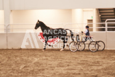 ete's Photography - Equine photography of various equine events at the Ancaster Fair including riding, driving, single carts and six draft horse hitches.