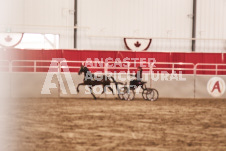 ete's Photography - Equine photography of various equine events at the Ancaster Fair including riding, driving, single carts and six draft horse hitches.