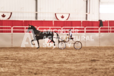 ete's Photography - Equine photography of various equine events at the Ancaster Fair including riding, driving, single carts and six draft horse hitches.