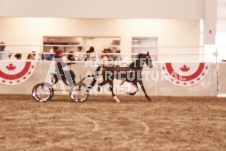 ete's Photography - Equine photography of various equine events at the Ancaster Fair including riding, driving, single carts and six draft horse hitches.