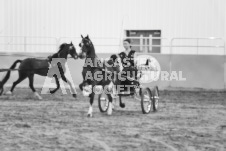 ete's Photography - Equine photography of various equine events at the Ancaster Fair including riding, driving, single carts and six draft horse hitches.