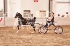 ete's Photography - Equine photography of various equine events at the Ancaster Fair including riding, driving, single carts and six draft horse hitches.