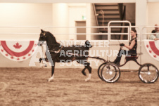 ete's Photography - Equine photography of various equine events at the Ancaster Fair including riding, driving, single carts and six draft horse hitches.