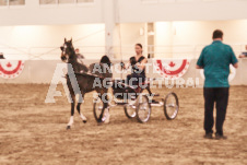 ete's Photography - Equine photography of various equine events at the Ancaster Fair including riding, driving, single carts and six draft horse hitches.