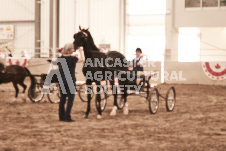 ete's Photography - Equine photography of various equine events at the Ancaster Fair including riding, driving, single carts and six draft horse hitches.