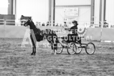 ete's Photography - Equine photography of various equine events at the Ancaster Fair including riding, driving, single carts and six draft horse hitches.