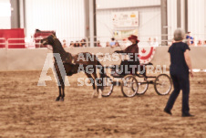 ete's Photography - Equine photography of various equine events at the Ancaster Fair including riding, driving, single carts and six draft horse hitches.