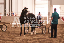 ete's Photography - Equine photography of various equine events at the Ancaster Fair including riding, driving, single carts and six draft horse hitches.