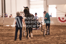 ete's Photography - Equine photography of various equine events at the Ancaster Fair including riding, driving, single carts and six draft horse hitches.