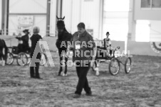 ete's Photography - Equine photography of various equine events at the Ancaster Fair including riding, driving, single carts and six draft horse hitches.