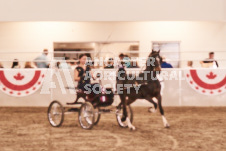 ete's Photography - Equine photography of various equine events at the Ancaster Fair including riding, driving, single carts and six draft horse hitches.