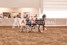 ete's Photography - Equine photography of various equine events at the Ancaster Fair including riding, driving, single carts and six draft horse hitches.